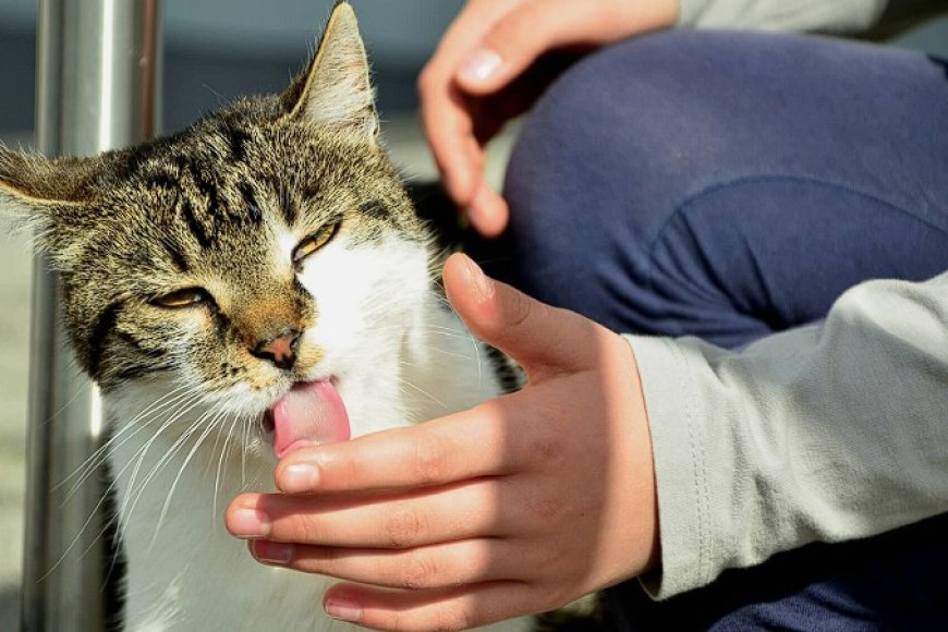 Sahipleneceğiniz Kedi Cinsine Göre Bilmeniz Gerekenler