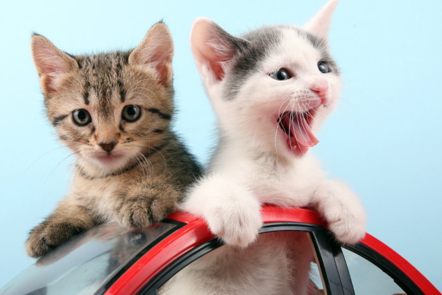 YAVRU KEDİLERDE ERKEN SOSYALLEŞMENİN ÖNEMİ VE YÖNTEMLERİ