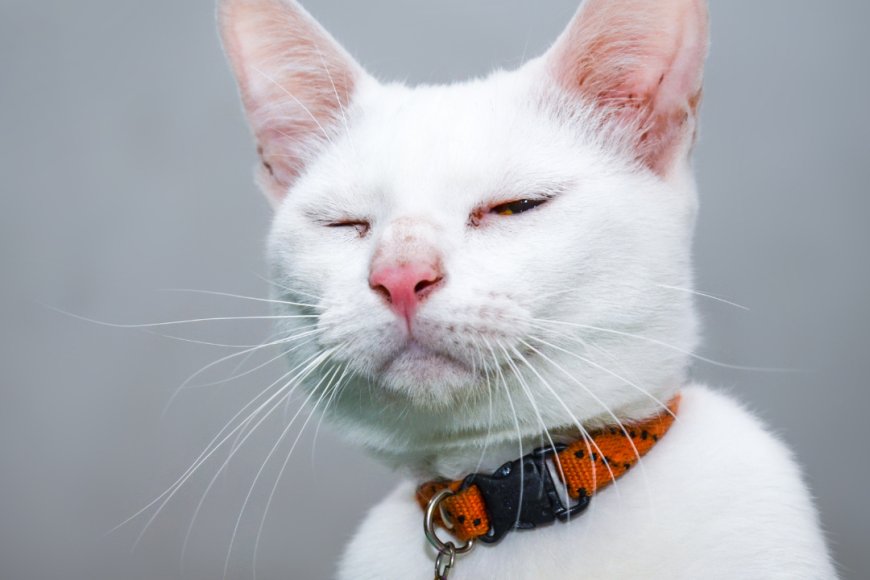 KEDİLERİN DAVRANIŞLARINI VE DUYGULARINI ANLAMAK