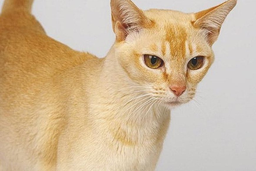 CEYLON KEDİSİ EGZOTİK VE ZARİF SRİ LANKA KEDİSİ