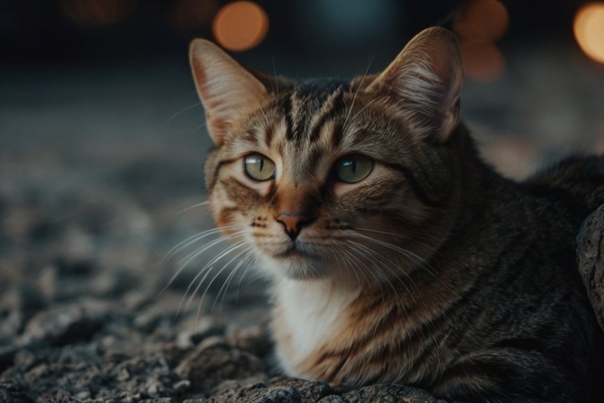 Kedi Kısırlaştırma Hakkında Bilmeniz Gereken Her Şey