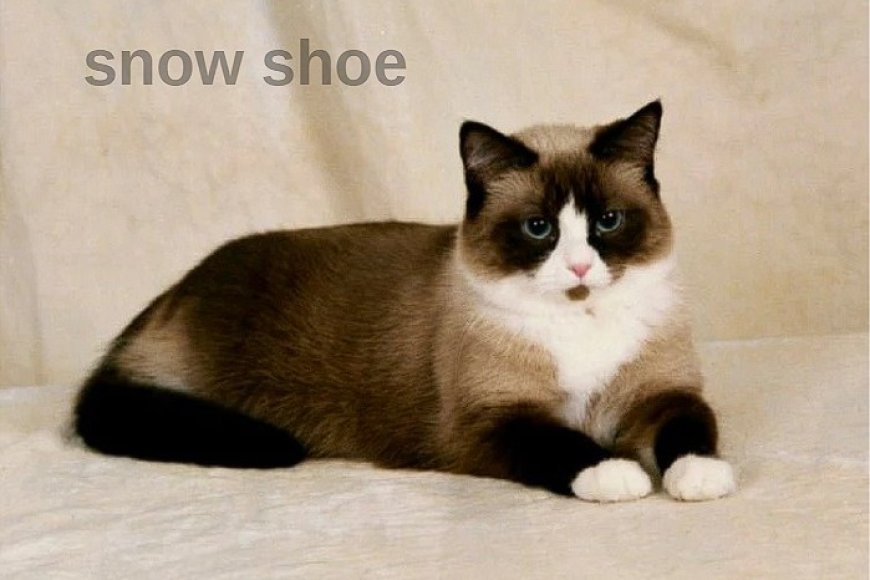 Snowshoe Kedi Irkı
