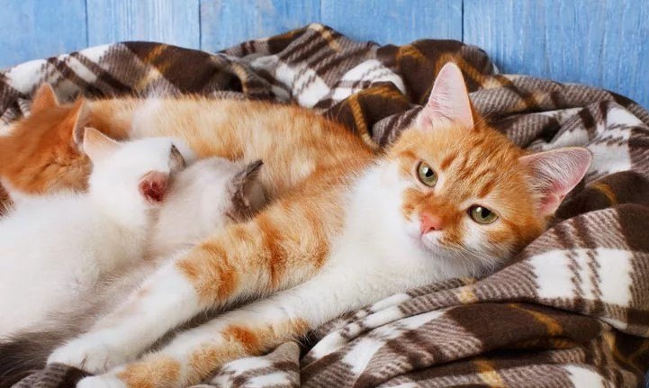 Hamile Kedi Bakımı — Çevre Düzenlemesi