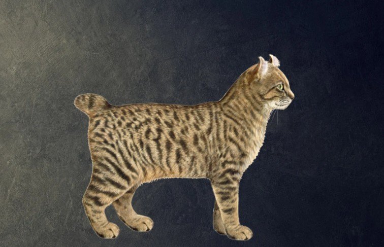 Highlander Kedi Irkı Özellikleri ve Bakım Rehberi — Highlander kedilerinin genel sağlık durumu iyidir, ancak düzenli veteriner kontrolleri aksatılmamalıdır. (2)