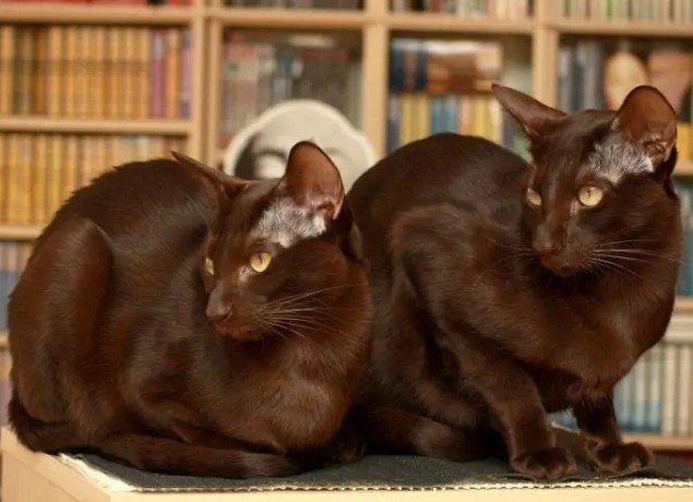 Havana Brown Kedi Irkı Özellikleri ve Bakım İpuçları — Havana Brown kedileri genellikle sağlıklı bir yapıya sahip olsalar da düzenli veteriner kontrolleri ihmal edilmemelidir. (2)