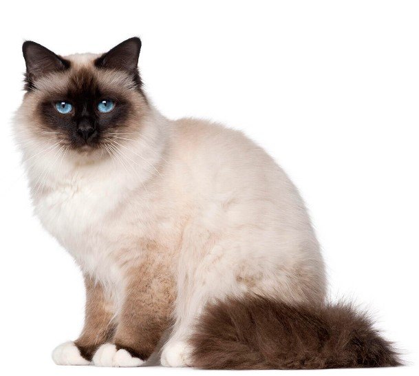 BİRMAN KEDİSİ (BİRMANYA KEDİSİ) — Birman kedisi , dikkat çekici mavi gözler ve ipeksi tüyleri ile tanınır.