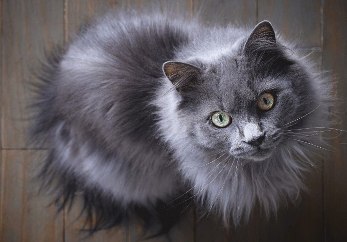 CHANTILLY-TIFFANY, ZARİF VE SAKİN BİR KEDİ IRKI — Beslenme konusunda Chantilly-Tiffany kedileri için dengeli ve besleyici bir diyet oldukça önemlidir. (2)