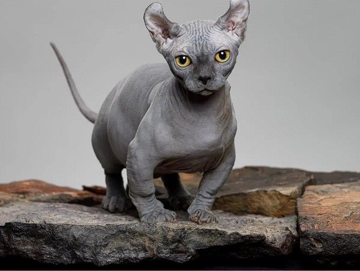 Dünyanın En Nadir Kedi Irkları içerik görseli 4