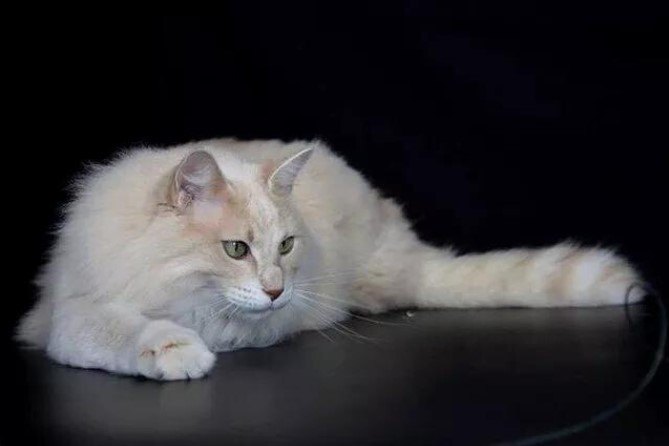 AFRODİT DEVI KEDİSİ (APHRODITE GIANT) KIBRIS’IN ZARİF VE DEV KEDİSİ — Afrodit Devi kedisinin en belirgin özelliklerinden biri, büyük boyutlarıdır. Diğer ev kedilerine kıyasla oldukça iridirler.