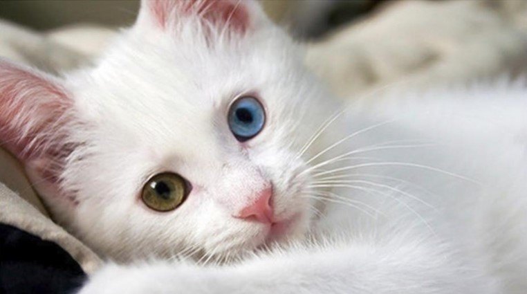 VAN KEDİSİ — Van kedileri, oldukça zeki, oyuncu ve meraklı canlılardır. Sahiplerine karşı son derece bağlı ve sevecendirler.