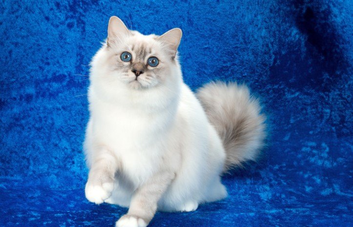 BİRMAN KEDİSİ (BİRMANYA KEDİSİ) — Birman kedisinin uzun ve ipeksi tüylerini taramak, tüy dökümünü kontrol altında tutmak önemlidir. (3)