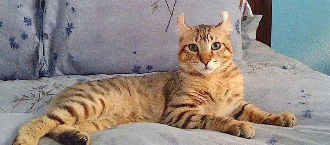 Highlander Kedi Irkı Özellikleri ve Bakım Rehberi — Tüyler: Kısa ya da orta uzunlukta olabilen tüyleri yumuşak ve yoğun bir yapıdadır. Farklı renk ve desenlerde görülebilir.