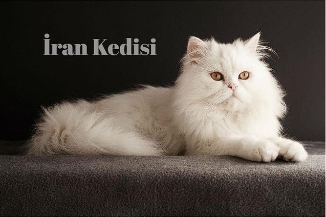 Pet Shop’larda En Popüler Yavru Kedi Irkları ve Güncel Fiyatları — İran Kedisi: Zarif ve Sevecen (3)
