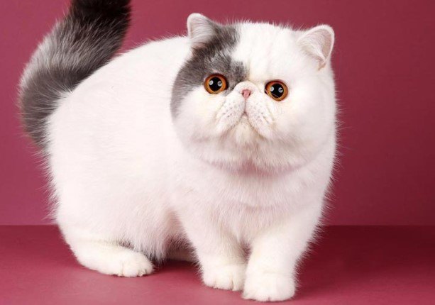 (Egzotik Shorthair) Egzotik Kısa Tüylü Kedi Özellikler ve Bakım İpuçları — Fiziksel Özellikler Egzotik Kısa Tüylü Kediler, basık yüz yapısı ve yuvarlak hatlarıyla bilinir.