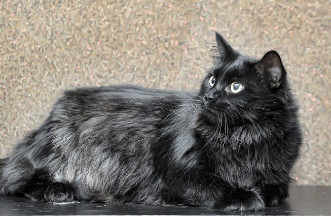 CHANTILLY-TIFFANY, ZARİF VE SAKİN BİR KEDİ IRKI — Vücut yapısı olarak Chantilly-Tiffany kedileri, orta büyüklükte, kaslı ancak zarif bir vücut yapısına sahiptir.