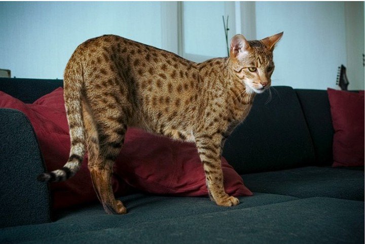 Dünyanın En Nadir Kedi Irkları içerik görseli 2