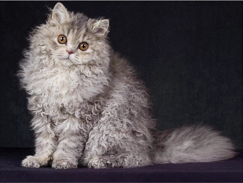 Dünyanın En Nadir Kedi Irkları içerik görseli 3