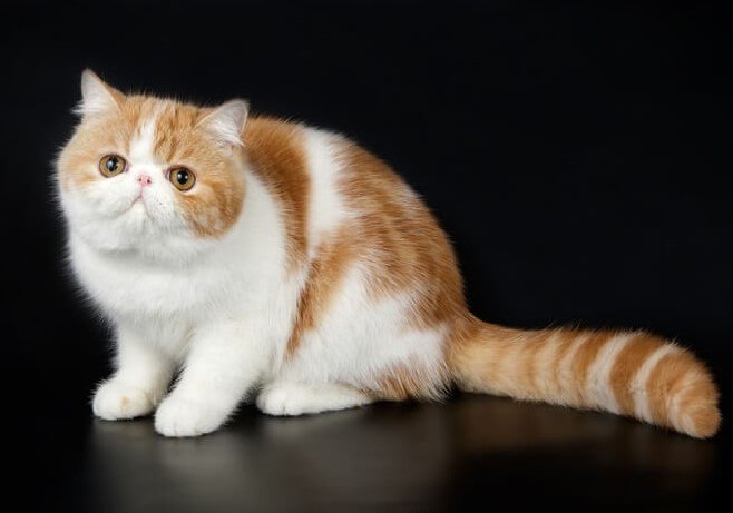 (Egzotik Shorthair) Egzotik Kısa Tüylü Kedi Özellikler ve Bakım İpuçları — Beslenme Fazla kiloya yatkın olabilecekleri için dengeli bir diyet önem taşır. (3)
