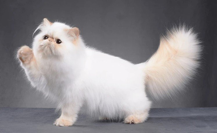 FARS KEDİSİ ÖZELLİKLERİ NELERDİR? — Kişilik Özellikleri