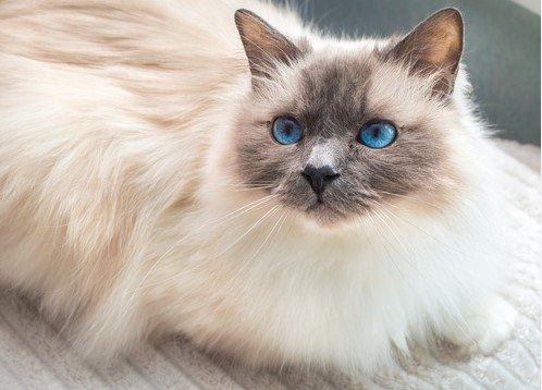 BİRMAN KEDİSİ (BİRMANYA KEDİSİ) — Birman kedileri, sosyal ve dost canlısı kişilikleriyle bilinirler. (2)