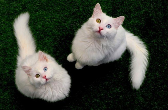 VAN KEDİSİ — Van kedisinin bakımı, diğer kedi ırklarının bakımına göre çok farklı değildir. (2)