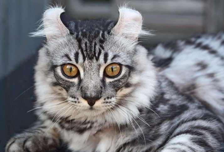AMERICAN CURL KEDİSİ, KIVRIK KULAKLARIYLA TANINAN ZARİF VE SOSYAL BİR IRK — Kişilik ve Karakter Özellikleri