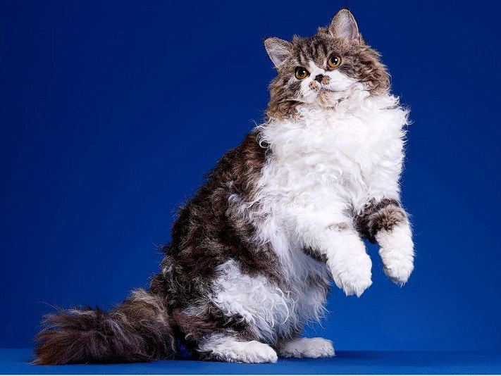 Selkirk Rex Kedisi — Selkirk Rex, genetik bir mutasyon sonucu ortaya çıkan bukleli tüyleriyle diğer kedi ırklarından ayrılır.