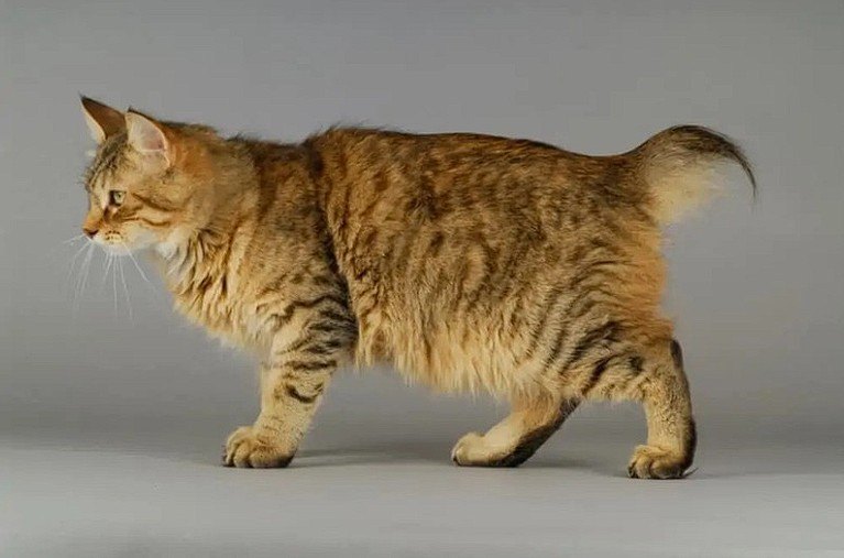 Dünyanın En Nadir Kedi Irkları içerik görseli 5