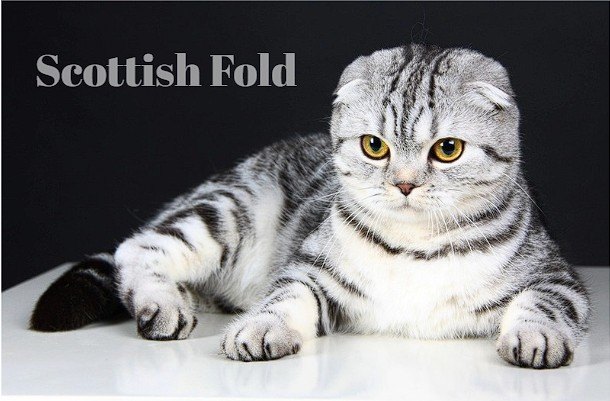 Pet Shop’larda En Popüler Yavru Kedi Irkları ve Güncel Fiyatları — Scottish Fold: Katlı Kulakların Cazibesi (2)
