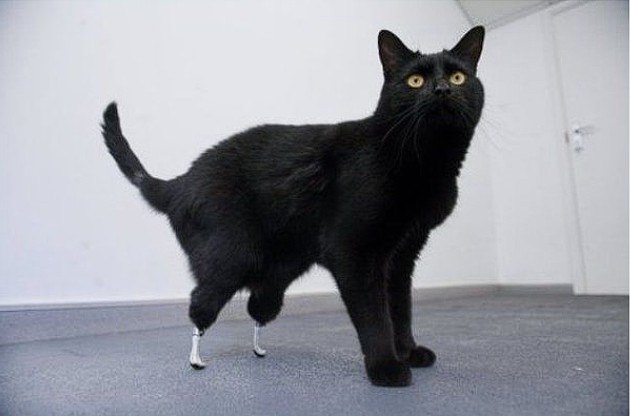 Bilime Adını Yazdırıp Tarihe Geçen 3 Kedi içerik görseli 3