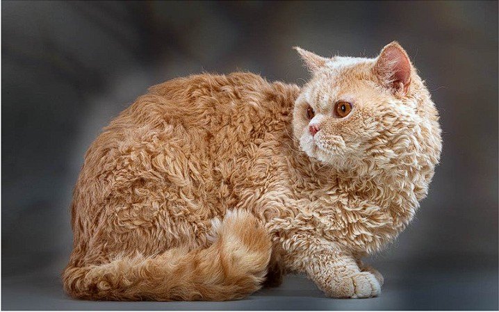 Selkirk Rex Kedisi — Tüy bakımının yanı sıra, Selkirk Rex’lerin kulak temizliği de önemlidir. (2)