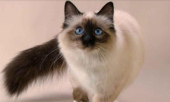 BALINESE KEDİSİNİN ÖZELLİKLERİ VE BAKIMI — Balinese kedileri, genel olarak bakımı kolay kedilerdir ancak bazı özel ihtiyaçları vardır: (2)