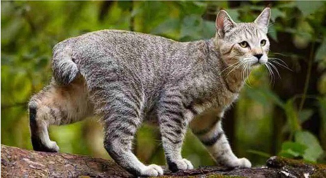 Pixie-Bob Kedi Irkı — pixie-bob kedileri, vahşi görünümlerine rağmen son derece sosyal ve sevecen bir kişiliğe sahiptir. (2)