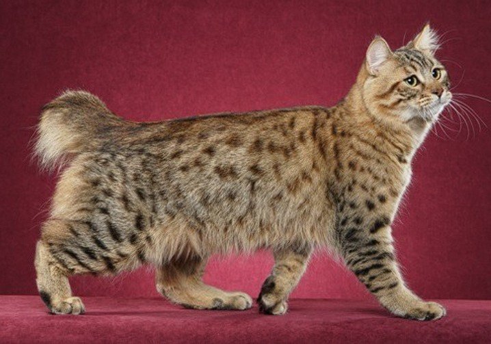 Pixie-Bob Kedi Irkı — pixie-bob kedi ırkı, 1985 yılında Washington’da Carol Ann Brewer’ın bir bobcat benzeri erkek kediyle başlamasıyla ortaya çıktı.