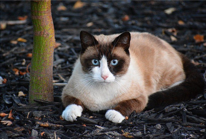 Snowshoe Kedi Irkı — Fiziksel Özellikler ve Estetik Görünüm