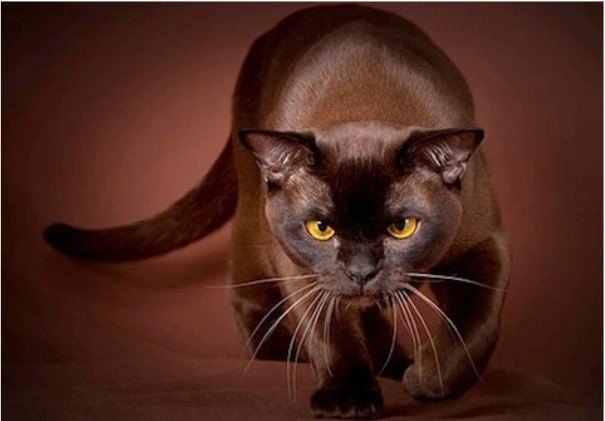Havana Brown Kedi Irkı Özellikleri ve Bakım İpuçları — Kulaklar : Geniş ve dikkatli bir duruşa sahip kulaklar, Havana Brown'un tetikteki tavırını yansıtır.