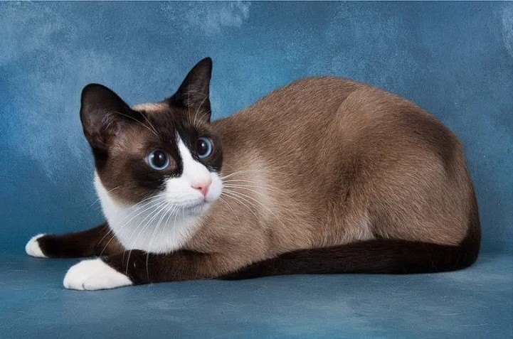 Snowshoe Kedi Irkı — Snowshoe kedileri, sosyal, zeki ve oyuncu yapılarıyla bilinir. (2)