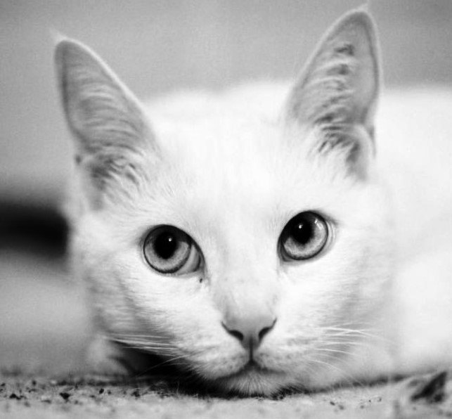 AFRODİT DEVI KEDİSİ (APHRODITE GIANT) KIBRIS’IN ZARİF VE DEV KEDİSİ — Afrodit Devi kedileri genellikle sağlıklı bir ırk olarak bilinir, ancak düzenli veteriner kontrolleri ihmal edilmemelidir. (2)
