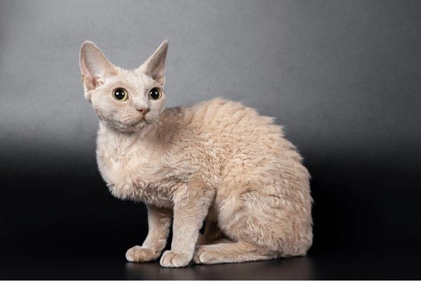 Devon Rex Kedisi Tüyleri Kadar Sıcak Kalpleriyle Ünlü Bir Irk — Devon Rex kedileri, yalnızca fiziksel görünüşleriyle değil, aynı zamanda sevecen ve enerjik doğalarıyla da bilinir. (2)