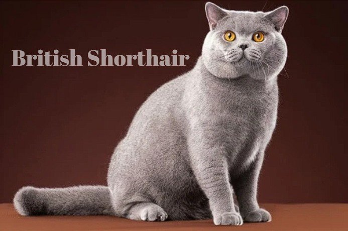 Pet Shop’larda En Popüler Yavru Kedi Irkları ve Güncel Fiyatları — British Shorthair Sevimli ve Sakin Dost