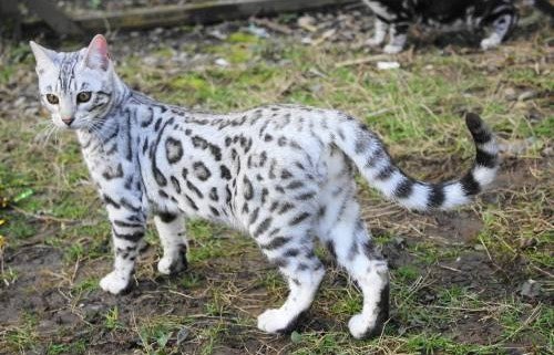 CALIFORNIA SPANGLED KEDİ IRKI, ÖZELLİKLERİ VE BAKIMI — Enerjik bir yapıya sahip olan bu kedilerin, oyun ve egzersiz ihtiyaçları karşılanmalıdır. (2)