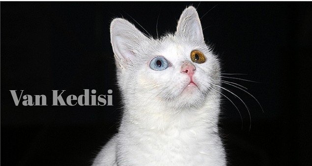 Pet Shop’larda En Popüler Yavru Kedi Irkları ve Güncel Fiyatları — Van Kedisi: Türkiye’nin Gururu (4)
