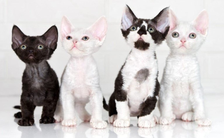 Devon Rex Kedisi Tüyleri Kadar Sıcak Kalpleriyle Ünlü Bir Irk — Devon Rex kedilerinin en belirgin fiziksel özellikleri arasında küçük yüz yapıları, geniş ve düşük yerleşimli kulakları ve dalgalı…