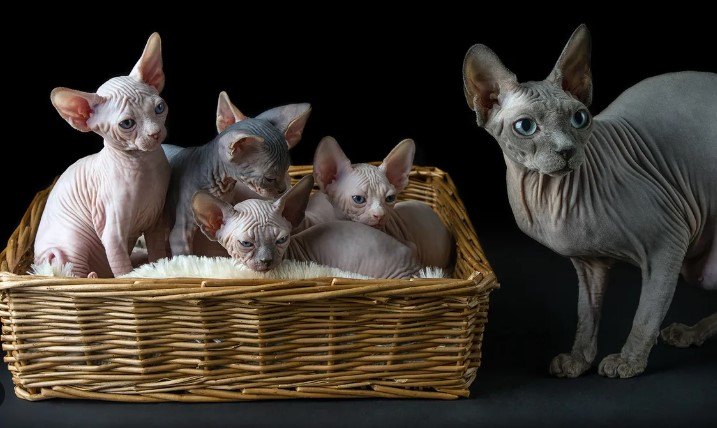 SFENKS KEDİSİ ÖZELLİKLERİ VE BAKIMI — Sfenks kedileri , sıradışı görünümü ve sıcakkanlı kişiliğiyle hayatınıza renk katacak özel dostlardır. (2)