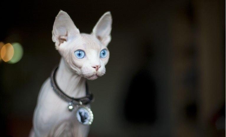 SFENKS KEDİSİ ÖZELLİKLERİ VE BAKIMI — Sfenks kedisi sahibi olmak, diğer kedi türlerine göre biraz daha özel bakım gerektirmektedir.