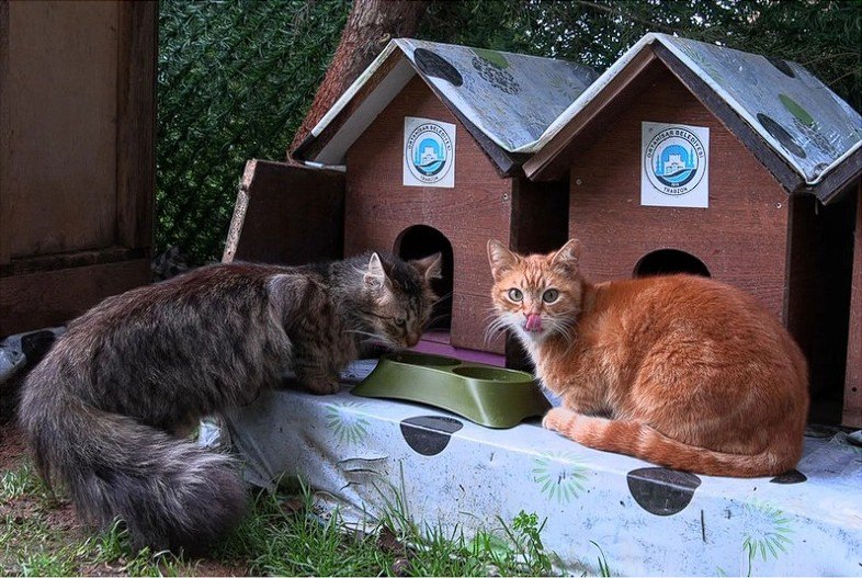 Trabzon Kedi Köyü Genişliyor — Kedi Köyü, tel örgülerle çevrili bir alanda kediler için özel kulübelerden oluşuyor.