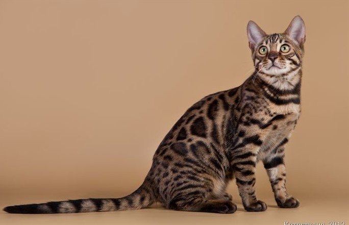 CALIFORNIA SPANGLED KEDİ IRKI, ÖZELLİKLERİ VE BAKIMI — Zeki ve enerjik bir kedi ırkı olan California Spangled kedileri, oyun oynamaktan ve tırmanmaktan büyük keyif alırlar.