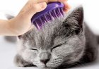 KEDİ TÜYLERİNDE KEÇELEŞME