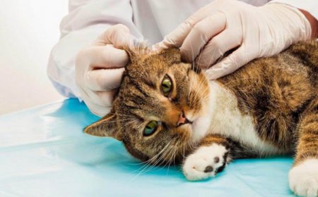 KEDİLERDE KANSER BELİRTİLERİ
