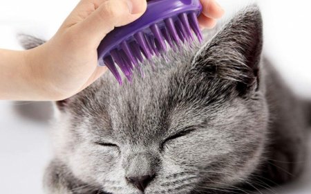 KEDİ TÜYLERİNDE KEÇELEŞME
